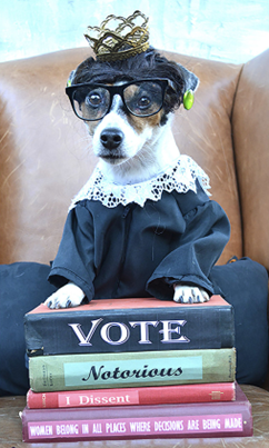 Dog dressed as supreme court justice